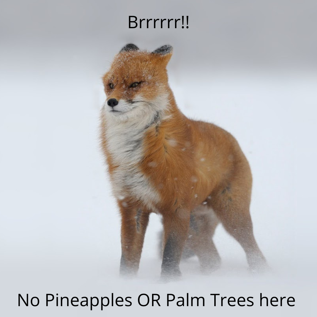 Red fox in the windy snow, 404 page, Brrr! No pineapples or palm trees here, https://pineapplesandpalmtrees.net