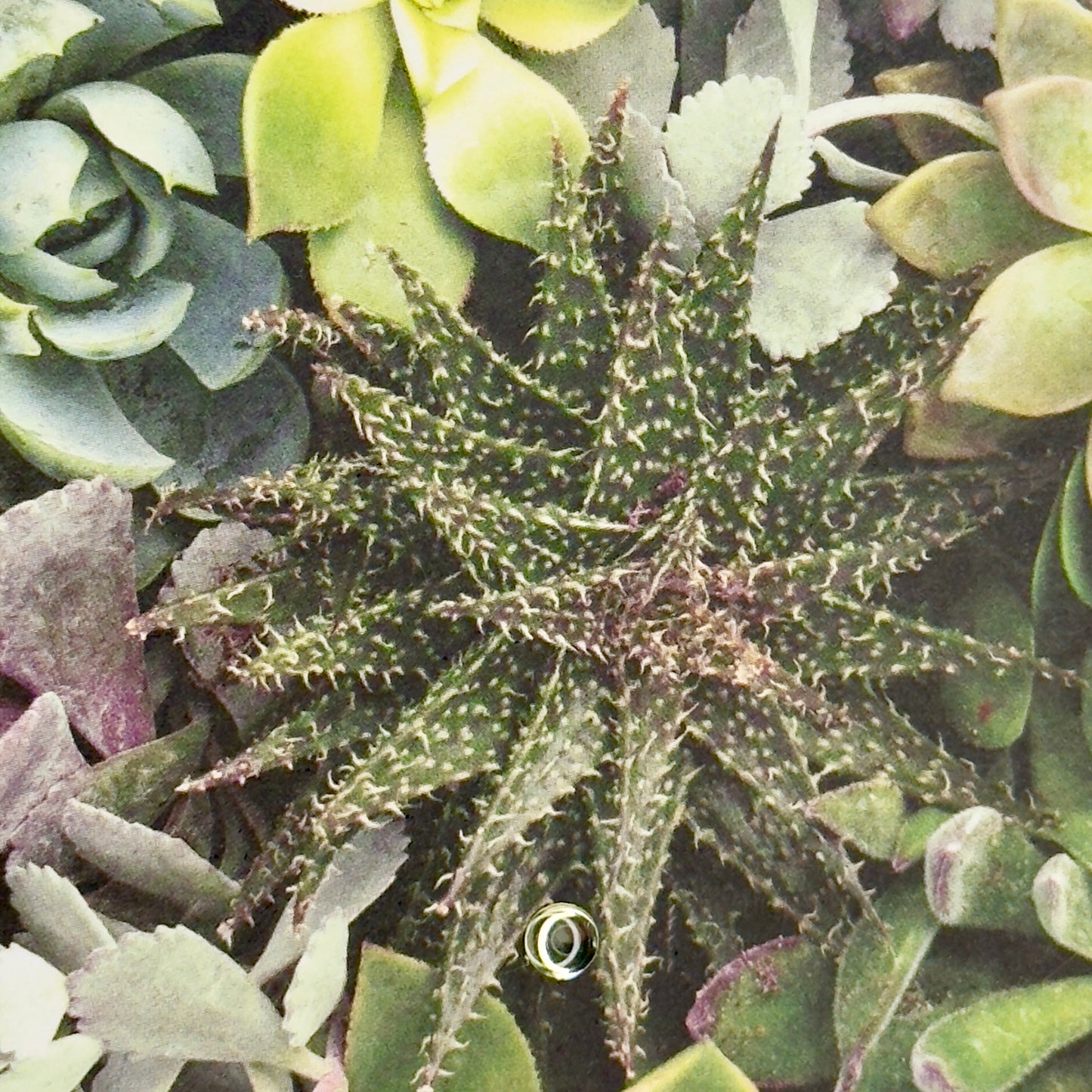 Greeting card with succulent illustrations from Pineapples and Palm Trees